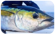 Caught fish