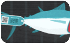 Fish with tag