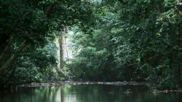 Gola Rainforest