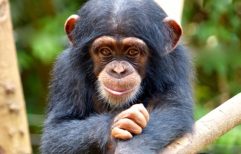Tacugama Chimpanzee Sanctuary